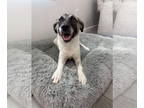 Labrador Retriever Mix DOG FOR ADOPTION RGADN-1353278 - Emily - Shepherd /