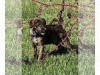 Border Terrier Mix DOG FOR ADOPTION RGADN-1353281 - Hunt - Gailor Hunt Family