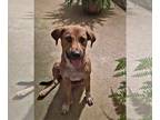 Labrador Retriever DOG FOR ADOPTION RGADN-1353355 - Scooby - Labrador Retriever