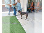 Mix DOG FOR ADOPTION RGADN-1353397 - Jackson located in New Mexico - Dutch