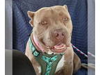 American Pit Bull Terrier DOG FOR ADOPTION RGADN-1353428 - Maia - Pit Bull