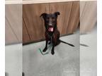 Shepradors DOG FOR ADOPTION RGADN-1353551 - DASH - Labrador Retriever / German