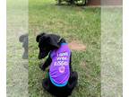 Shepradors DOG FOR ADOPTION RGADN-1353553 - Delta (female) - German Shepherd Dog