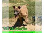 Staffordshire Bull Terrier Mix DOG FOR ADOPTION RGADN-1353557 - McMuffin -