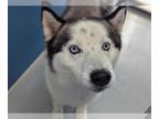 Siberian Husky DOG FOR ADOPTION RGADN-1353594 - EMILIO - Siberian Husky (medium
