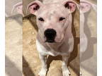 American Pit Bull Terrier DOG FOR ADOPTION RGADN-1353627 - Pippi - Pit Bull