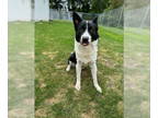 Border Collie-Huskies Mix DOG FOR ADOPTION RGADN-1353640 - Jimmy - Border Collie