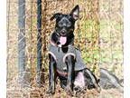 Rat Terrier Mix DOG FOR ADOPTION RGADN-1353657 - Butternut Squash *LOCAL* - Rat