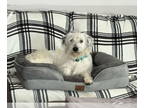 Dachshund Mix DOG FOR ADOPTION RGADN-1353734 - Samy - Schnauzer / Dachshund /