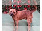 Black Mouth Cur Mix DOG FOR ADOPTION RGADN-1353747 - ABRAHAM - Black Mouth Cur /