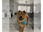 Chow Chow DOG FOR ADOPTION RGADN-1353797 - ROCKY #16 - Chow Chow (long coat) Dog
