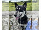 Huskies Mix DOG FOR ADOPTION RGADN-1353830 - Chinook - Husky / Shepherd / Mixed