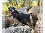 Pug Mix DOG FOR ADOPTION RGADN-1353833 - Mama Tread *LOCAL* - Pug / Mixed (short
