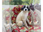 German Shepherd Dog-Great Pyrenees Mix DOG FOR ADOPTION RGADN-1353856 - Roman -