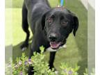 Lab-Pointer DOG FOR ADOPTION RGADN-1353865 - Mela - Adopted!