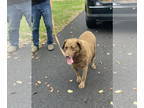 Chesapeake Bay Retriever DOG FOR ADOPTION RGADN-1353920 - CHELSEA (BONDED