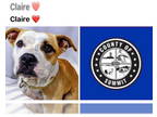 American Staffordshire Terrier-Staffordshire Bull Terrier Mix DOG FOR ADOPTION