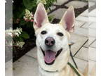 Huskies Mix DOG FOR ADOPTION RGADN-1353969 - Toast - Shepherd / Husky / Mixed