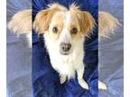 Cavalier King Charles Spaniel-Spaniel Mix DOG FOR ADOPTION RGADN-1353989 - Buddy