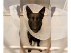 German Shepherd Dog DOG FOR ADOPTION RGADN-1353994 - CAESER - German Shepherd