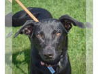 Italian Greyhound Mix DOG FOR ADOPTION RGADN-1354035 - Josie - Black Labrador