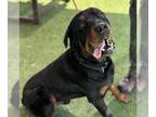 Rottweiler DOG FOR ADOPTION RGADN-1354039 - *SLIMER - Rottweiler (medium coat)
