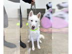 Mix DOG FOR ADOPTION RGADN-1354043 - Wiley - Husky / Husky (medium coat) Dog