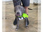 American Pit Bull Terrier DOG FOR ADOPTION RGADN-1354050 - Sterling - Pit Bull