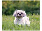 Shih Tzu DOG FOR ADOPTION RGADN-1354053 - Emerald - Shih Tzu (long coat) Dog For