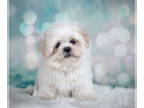 Shih Tzu DOG FOR ADOPTION RGADN-1354054 - Frankie Avalon - Shih Tzu (long coat)