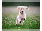 Poochon DOG FOR ADOPTION RGADN-1354057 - Nick - Poodle (Miniature) / Bichon