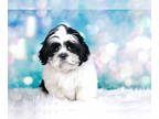 Shih Tzu DOG FOR ADOPTION RGADN-1354058 - Pink Lady - Shih Tzu (long coat) Dog
