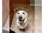 Labrador Retriever DOG FOR ADOPTION RGADN-1354059 - Ray Ban - Labrador Retriever