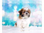 Shih Tzu DOG FOR ADOPTION RGADN-1354062 - T Bird - Shih Tzu Dog For Adoption