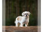 Shih Tzu DOG FOR ADOPTION RGADN-1354064 - Pearl - Shih Tzu (long coat) Dog For
