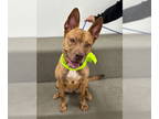 American Pit Bull Terrier Mix DOG FOR ADOPTION RGADN-1354069 - Rosia - Cattle