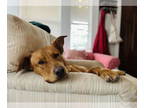 Black Mouth Cur DOG FOR ADOPTION RGADN-1354072 - Pretzel - Black Mouth Cur /