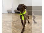 Mix DOG FOR ADOPTION RGADN-1354075 - Enzo - Dutch Shepherd / Greyhound (short