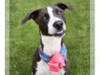 Pointer Mix DOG FOR ADOPTION RGADN-1354090 - BEABEA - Pointer / Mixed (medium
