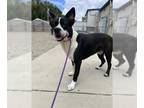 Border Collie Mix DOG FOR ADOPTION RGADN-1354096 - GUNNAR - Border Collie /
