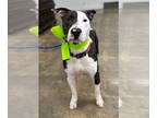 Staffordshire Bull Terrier Mix DOG FOR ADOPTION RGADN-1354101 - Jake -