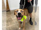 Boxer-Mastiff Mix DOG FOR ADOPTION RGADN-1354107 - Feti - Mastiff / Boxer /
