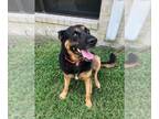 Shepweiller DOG FOR ADOPTION RGADN-1354140 - ROCKY - German Shepherd Dog /