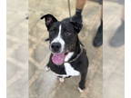 Borador DOG FOR ADOPTION RGADN-1354176 - Danny - Labrador Retriever / Border
