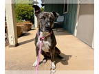 American Pit Bull Terrier Mix DOG FOR ADOPTION RGADN-1354198 - TIGGER* - Pit