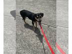 Australian Kelpie DOG FOR ADOPTION RGADN-1354207 - SCOOTER - Australian Kelpie