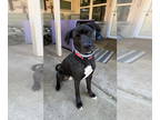 Great Dane Mix DOG FOR ADOPTION RGADN-1354220 - Oliver SC - Great Dane / Mixed