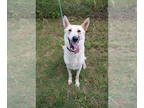 German Shepherd Dog DOG FOR ADOPTION RGADN-1354235 - LuLu - German Shepherd Dog