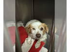 Cava-lon DOG FOR ADOPTION RGADN-1354236 - Bagels - Cavalier King Charles Spaniel