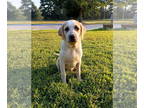 American Staffordshire Terrier Mix DOG FOR ADOPTION RGADN-1354238 - Payday -
